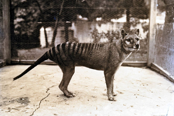 Benjamin, the last thylacine, at Hobart Zoo in 1933.