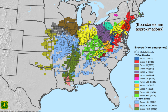 Map of periodical US cicada brood locations by county and timing of next emergence.