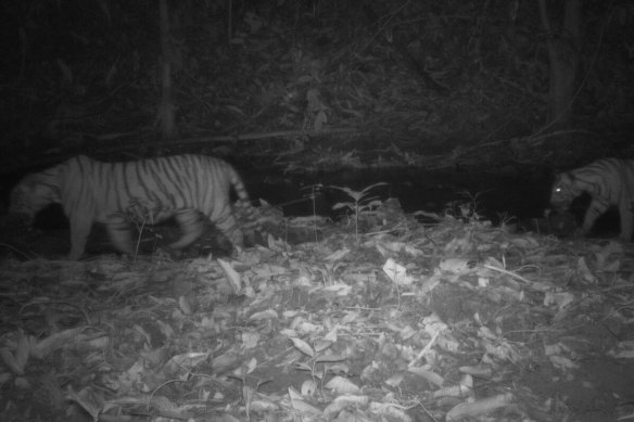 In late 2020, an adult female and three cubs were spotted by cameras in the Belum-Temengor forest, and the following year, two more cubs were seen.