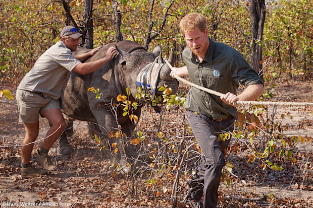 Prince Harry became president of African Parks in 2017.