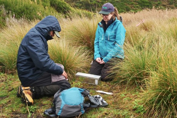 Zoos Victoria staff hunt for the broad-toothed rat at Wilsons Prom. 