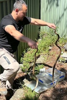 The 24/7 Snake Catcher is no stranger to wrangling the venomous predators, sometimes even two at once. 