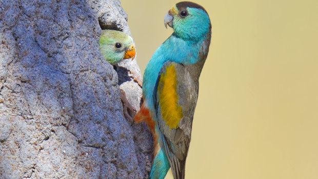 A plan to clear about 2000 hectares at Cape York would threaten the "highly endangered" golden shouldered parrot, internal government documents show.
