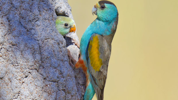 Endangered: Golden-shouldered parrots in a termite mound in Cape York.