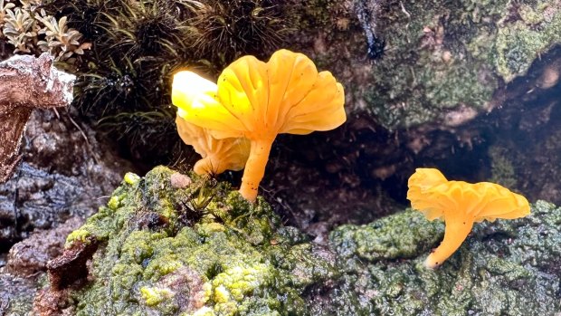 The track hosts a extraordinary array of fungus.