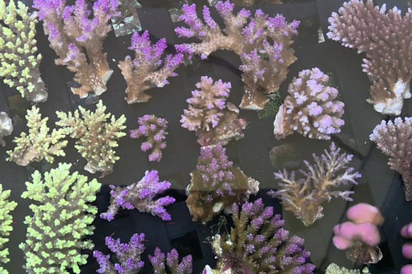 The Australian Marine Conservation Society is calling for an end to the trade in wild harvested live corals.