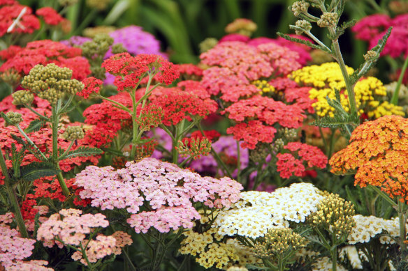Prolific bloomers like achillea can be watered less in exchange for fewer flowers.