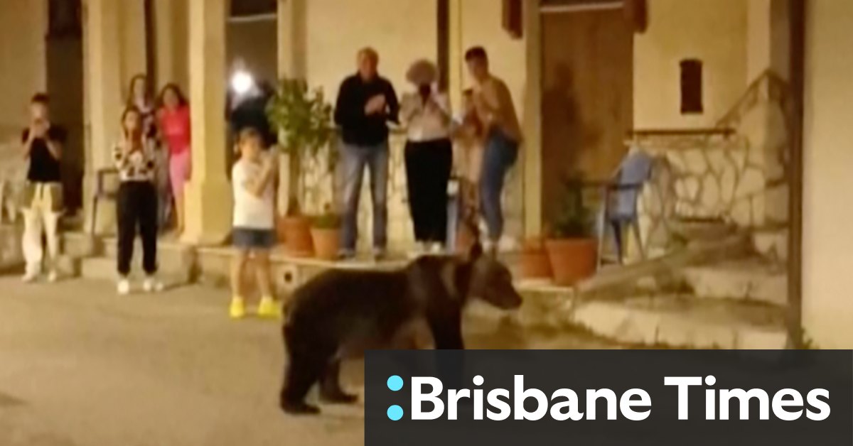 Slaying of endangered Italian bear leaves cubs motherless, sparks outrage - Vimarsana News
