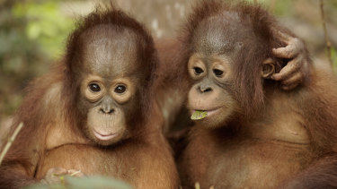 Cameras follow 68 young orangutan students at the school as they go about their daily lessons. 