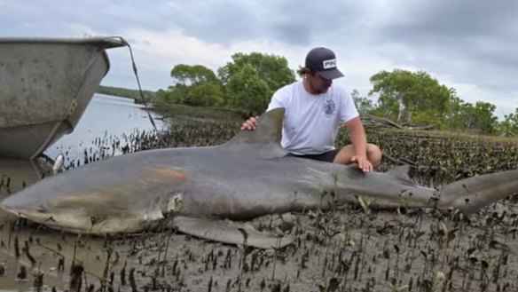 Shane Gallagher reeled in this bull shark in the Logan River.