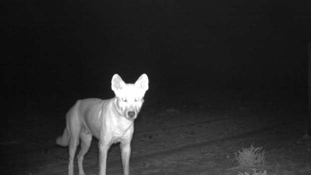 A wild dog caught on camera in March.