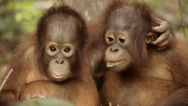 Cameras follow 68 young orangutan students at the school as they go about their daily lessons. 