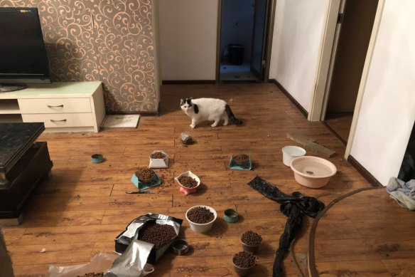 A cat in a Wuhan home after being saved by volunteers, who left food and water that can last a month. 