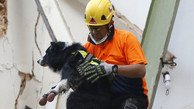 Rescue dog detects pulse in rubble a month after Beirut port blast