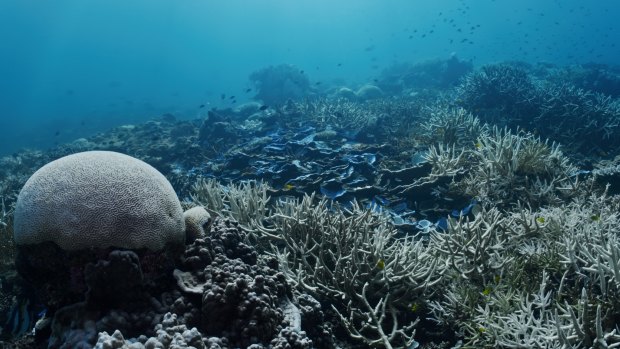 The map that reveals the shocking extent of Great Barrier Reef coral bleaching