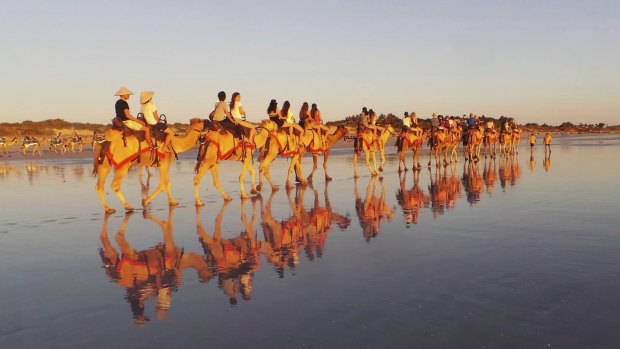 The incident happened during a Sundowner Camel Tours evening tour.