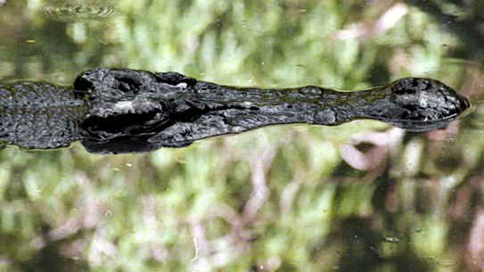 A file image of a crocodile in the Daintree River, north of Cairns. 