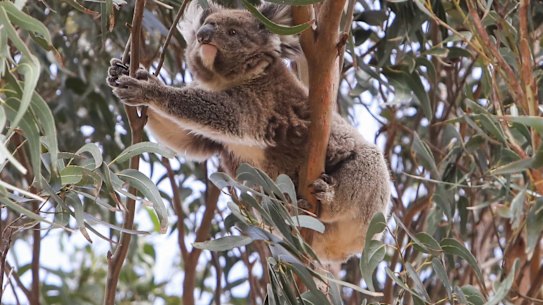 Koalas were listed as a threatened species in 2012 and of the 160,000 hectares of known and likely habitat cleared up to 2017, 90 per cent was not reviewed by the federal government for its impact to the species