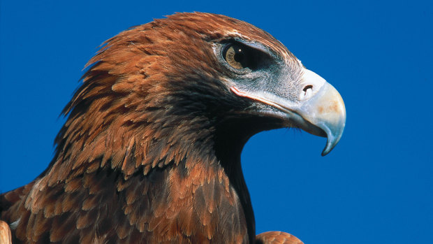 A wedge-tailed eagle.