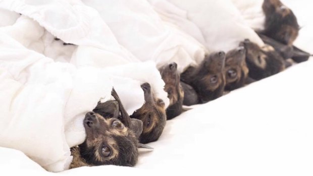 Wildlife volunteers were stretched thin, as they were already caring for 500 flying foxes in care when the mass die-off occurred. 