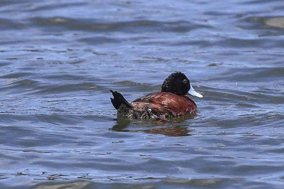 A blue-billed duck in Lake Knox, Melbourne.