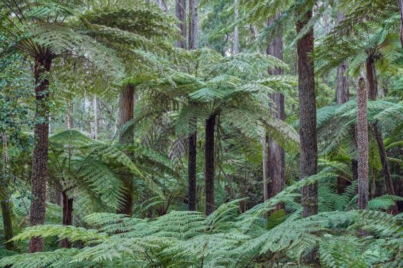 The Kuark forest, near Orbost.