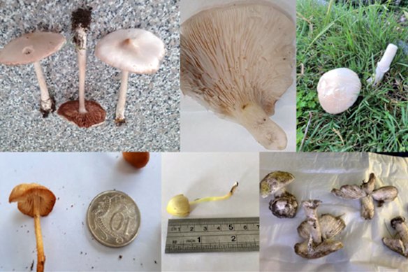 Digital photographs of some of the more challenging mushroom species to identify that were included in May’s study, clockwise from top left: Volvopluteus gloiocephalus, Omphalotus nidiformis, Leucoagaricus leucothites, Amanita phalloides, Bolbitius titubans, Marasmius oreades.