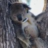 Australian agricultural tech is helping save endangered species