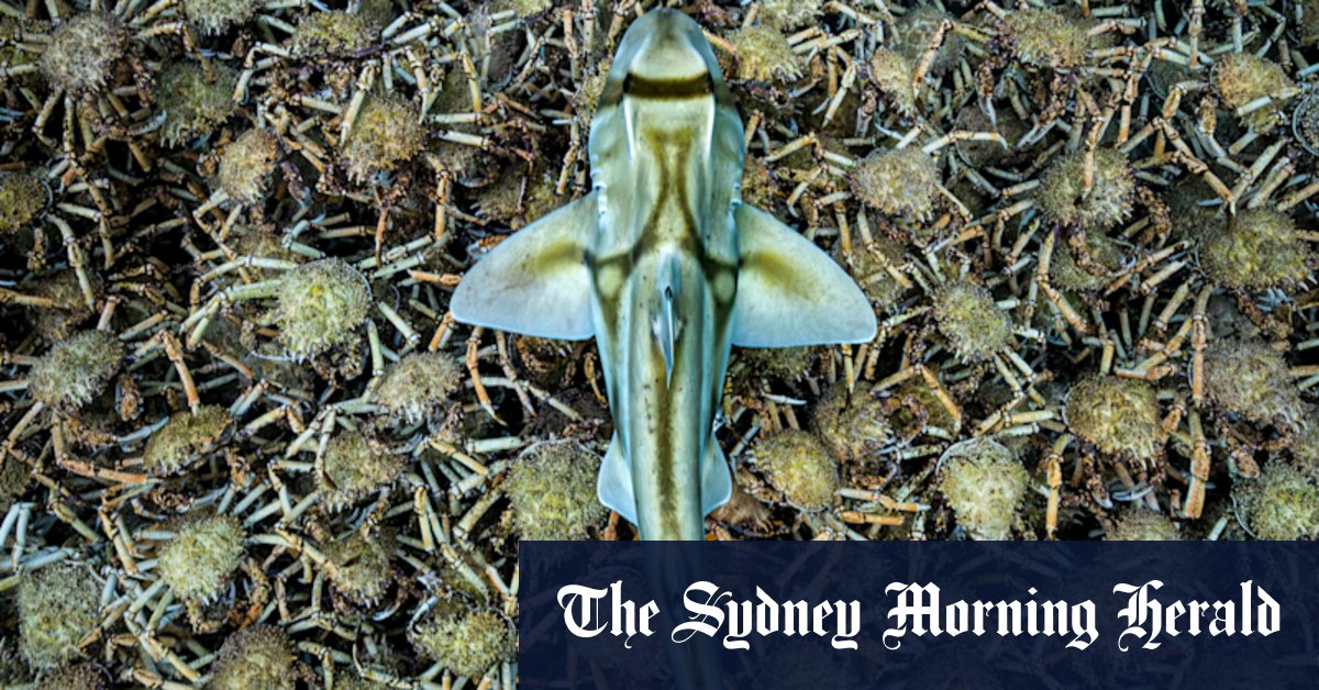 Stubbornness is key to getting an award-winning wildlife photo