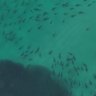 Hundreds of sharks were filmed by a drone off Moreton Island.