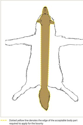 Diagram of an “acceptable body part” of a wild dog for the Victorian fox and wild dog bounty. 