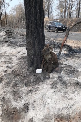 An injured koala sits with a water bowl in the charred remains of bushland in the Toowoomba region.
