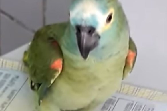 The parrot was taken into custody in the northern Brazilian state of Piaui after alerting its owners a police raid was imminent. 