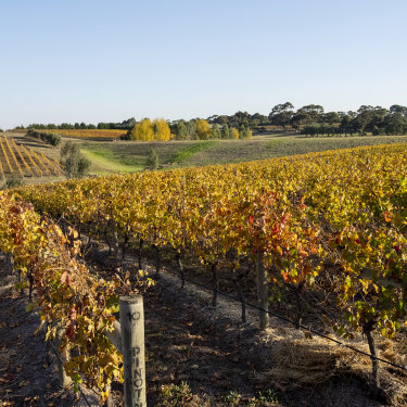 Bannockburn Vineyards in the Geelong region.
