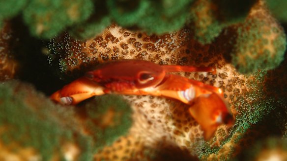 A trapezia crab, which typically spends its whole life within the Pocillopora species of coral, has also been found in waters off Sydney.