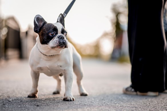 French bulldogs can have some costly health issues.