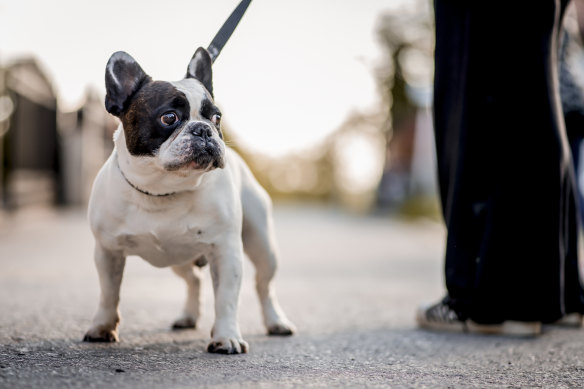 Remember those tough days when you hit a low and how the dogs, sensing your distress, cuddled in to you as if to absorb your pain.