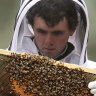 Rain the bee’s knees after bushfires but honey, the bees need more