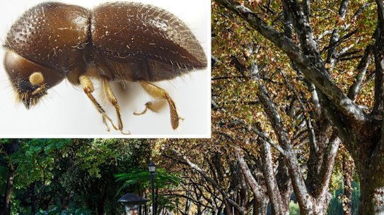 The shot hole borer has already caused thousands of trees to be felled.