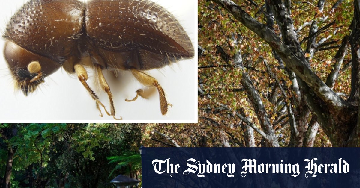 Mulch or ‘wood product’?: Confusion over how the shot-hole borer did the Rotto swim