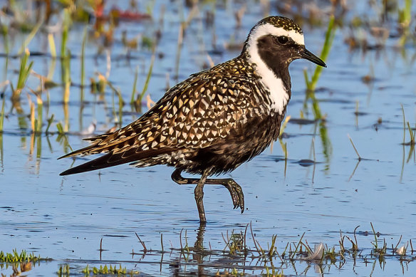 The lost and lonely American Golden Plover who somehow wound up at Werribee Treatment Plant.
