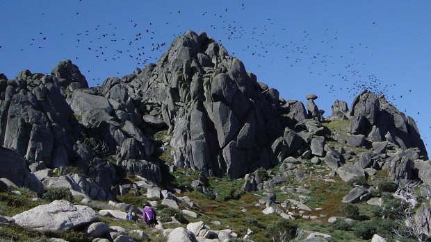 Little ravens flock to the high country in their hundreds and thousands to feast on bogong moths.