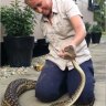 Queensland electrician wrangles python after it ate the family cat