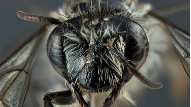 The Hesperocolletes douglasi bee was thought to be extinct.