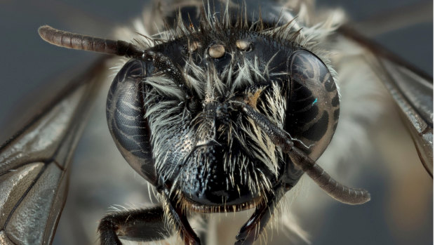 The Hesperocolletes douglasi bee was thought to be extinct.