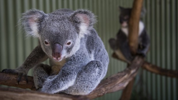 Up close and personal: koalas at Featherdale Wildlife Park.