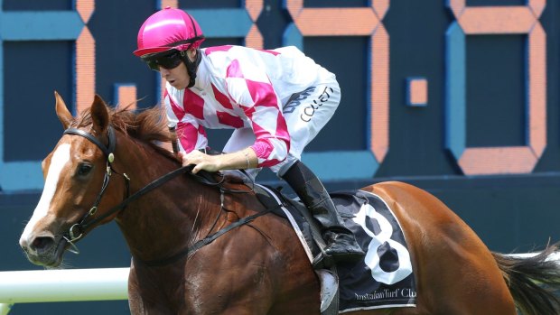 Heady stuff: Champagne Cuddles is the favourite for the Stradbroke Handicap.