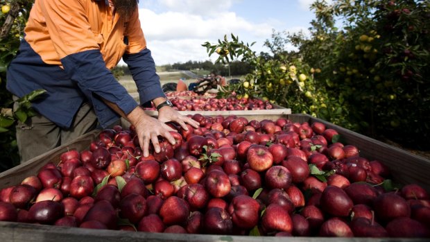 Woolworths and Coles sell about half of the $18 billion worth of fresh fruit and vegetables Australians buy every year. 