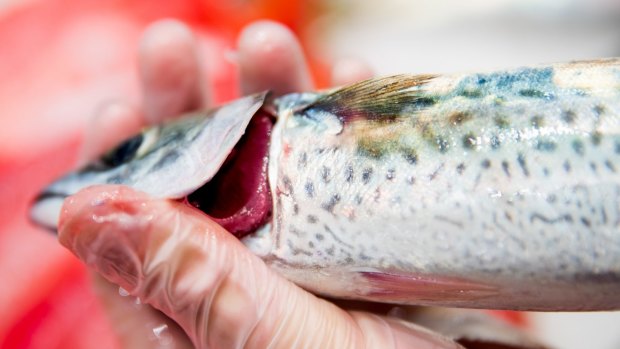 Queensland Health has previously advised residents against eating fish from the Brisbane River due to PFAS chemicals and the health risks have spread to waterways near Amberley RAAF Base.