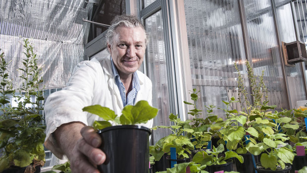 QUT Professor Peter Waterhouse with some of the "benth" plants that can produce custom proteins for use in vaccines.